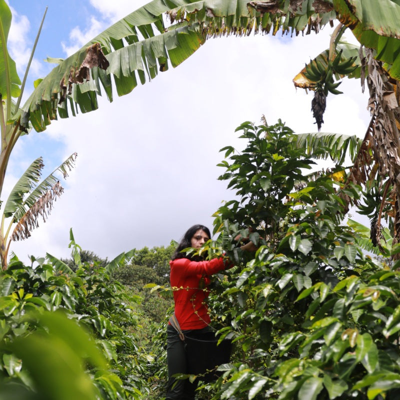 Maria Torres Coffee Pods