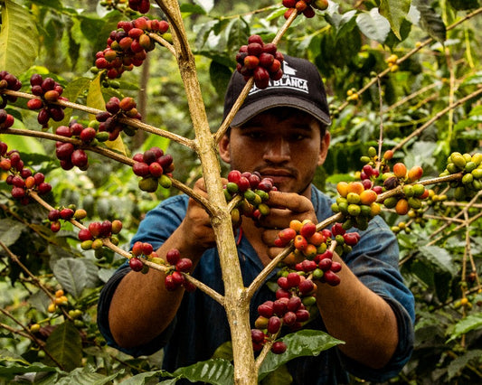 African coffee vs Colombian coffee hero image