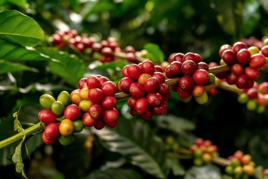 Arabica Coffee Beans - Why the World Loves Coffee Arabica Hero Image