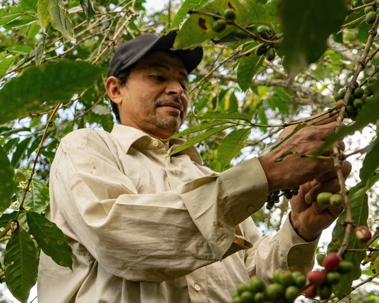 Coffee Origins – How Does Location Affect Flavour?