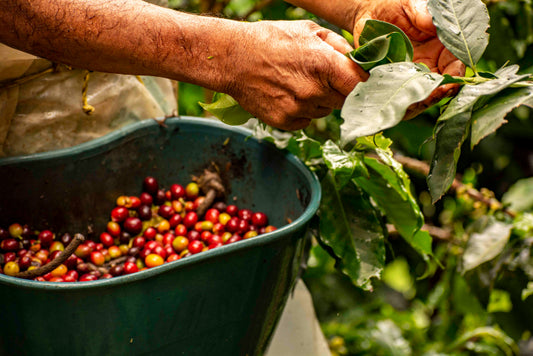 Colombian Coffee Beans - What Makes Them So Special?