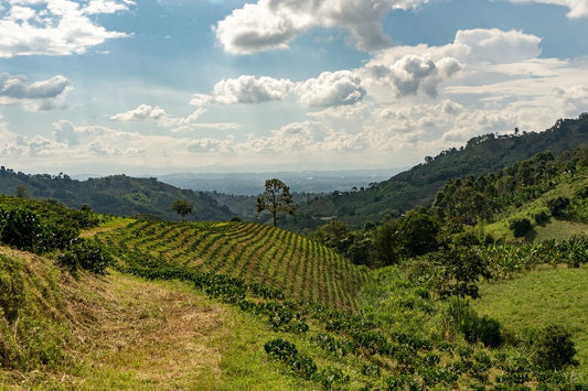 How Do Colombia’s High Altitudes Affect Coffee Flavour? Hero Image