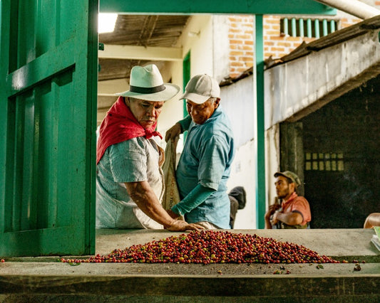 The Impact of Colombian Coffee Cooperatives on the Specialty Coffee Industry