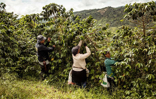 Can Coffee Farmers Stop Climate Change Killing Their Crops?