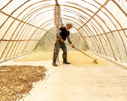 Natural? Washed? Honey? Coffee Processing Methods Explained