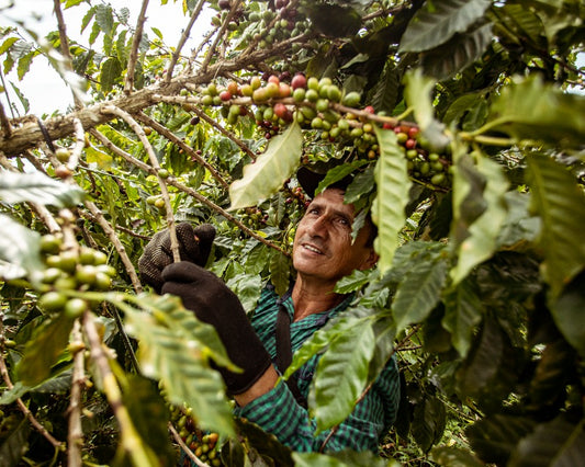 The Colombian Coffee Federation – what is it and why is it important hero image