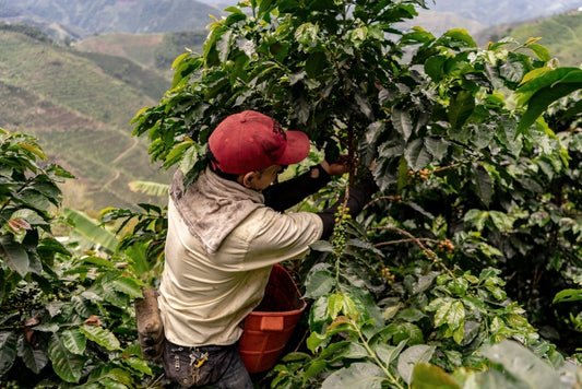 The Colombian Coffee Triangle - The Past and Future of Colombia’s Most Famous Coffee Producing Region