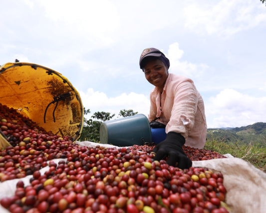 What Is Natural Coffee Processing And How Does It Impact Your Coffee Hero Image