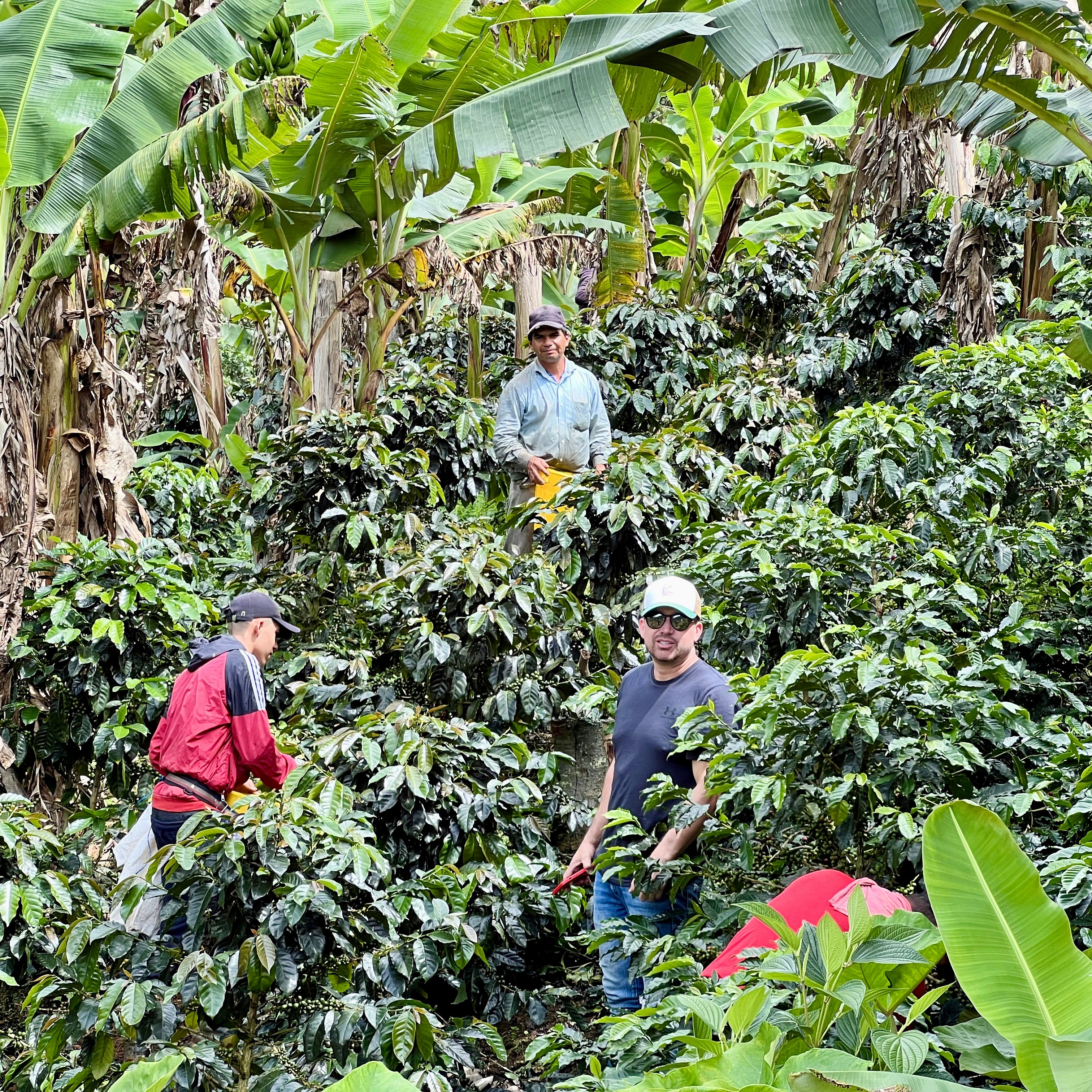 Campo Hermoso | Specialty Coffee | Hermanos Colombian Coffee Roasters